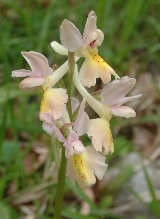 Orchis x colemanii (ibrido: Or. mascula x Or. pauciflora)